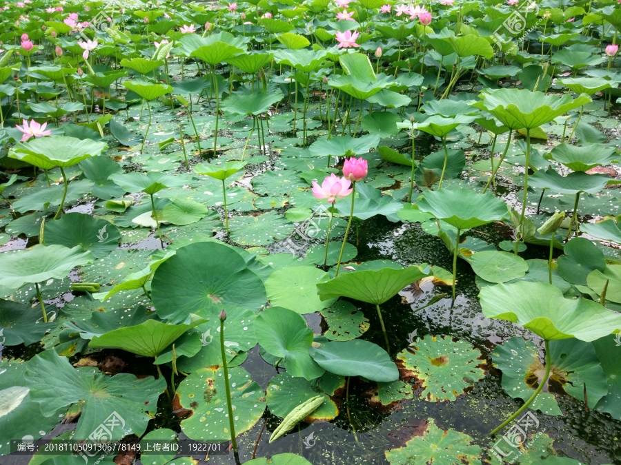 并蒂莲