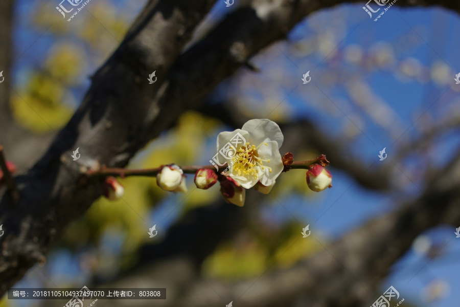 梅花照片