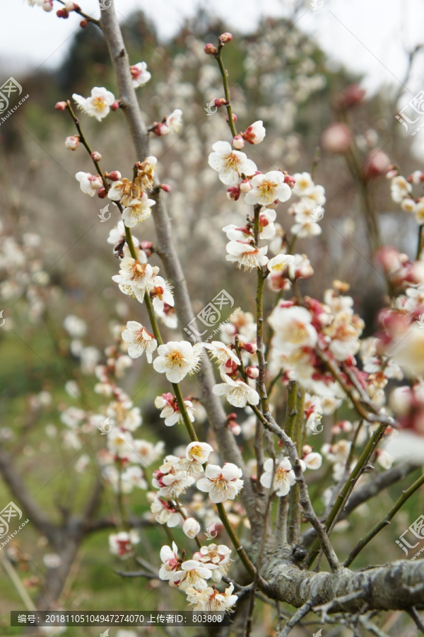 梅花照片