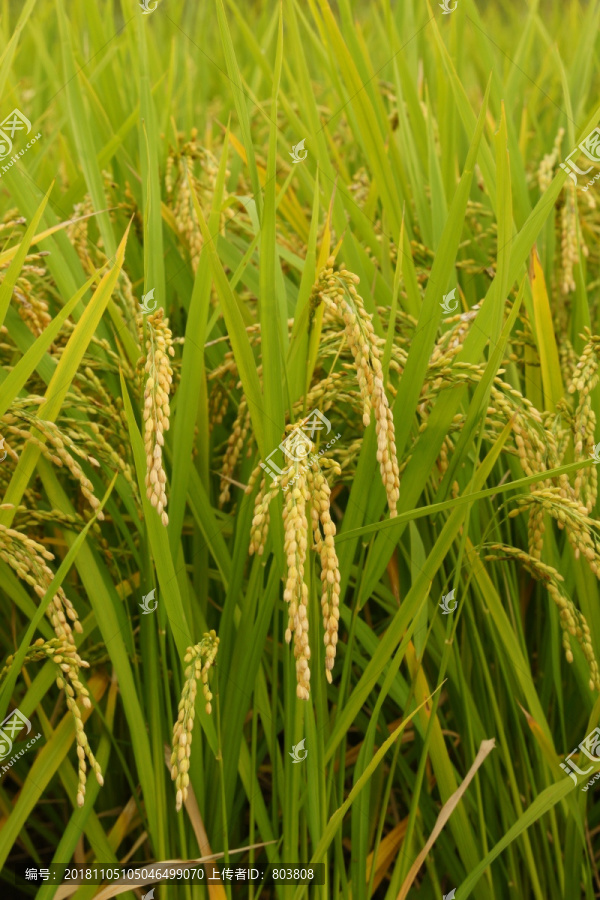 水稻稻谷照片