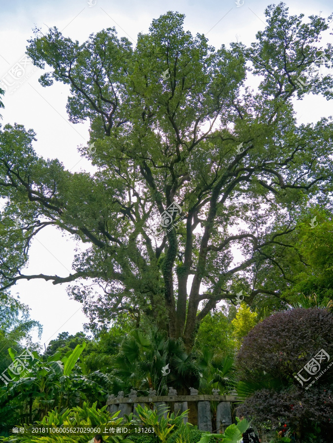 桂林訾洲岛大樟树二十八星宿