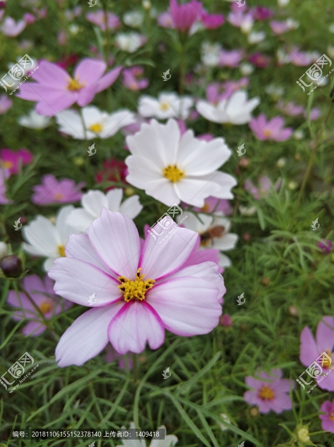 鲜花特写