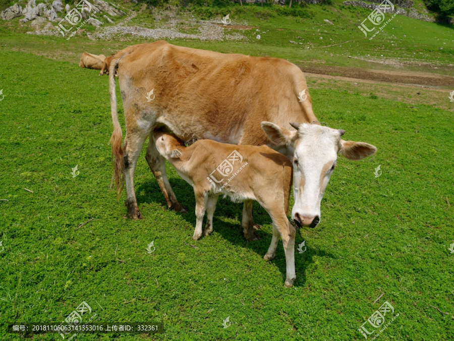 母子黄牛
