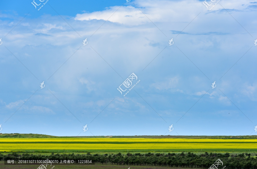 青海湖油菜花