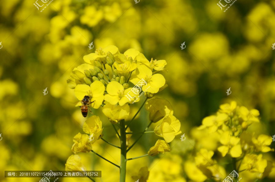 油菜花