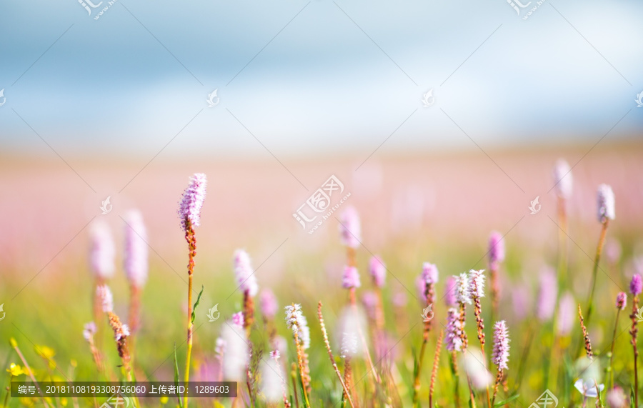 粉红色唯美花海