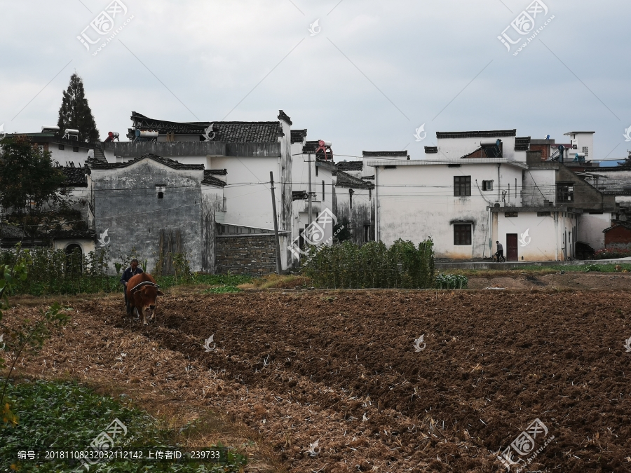 乡村即景