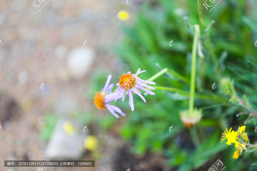 花蕊