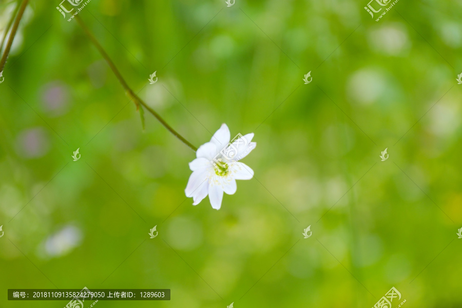 绿色背景花草