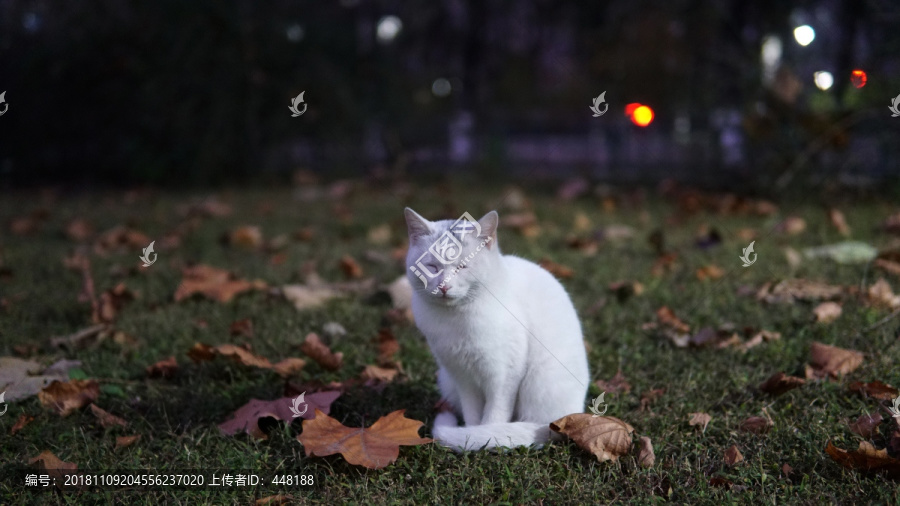 坐在草地眯着眼的白色猫