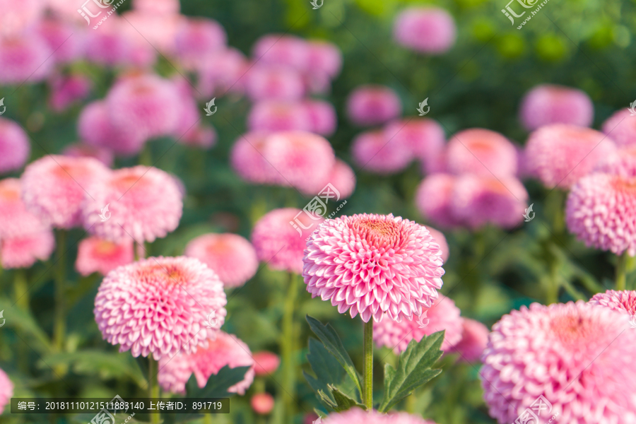 鲜花贴图素材