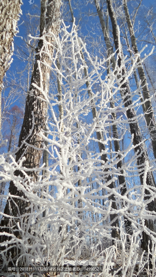 雪挂