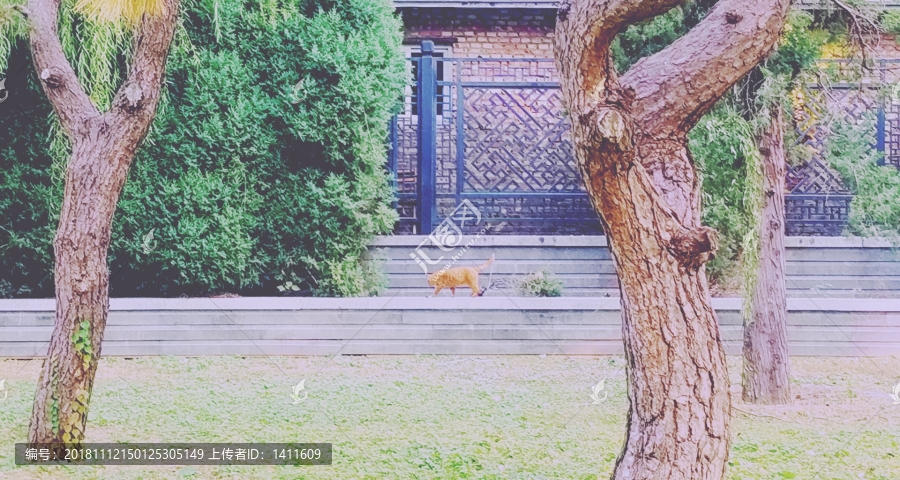 地壇公園流浪貓