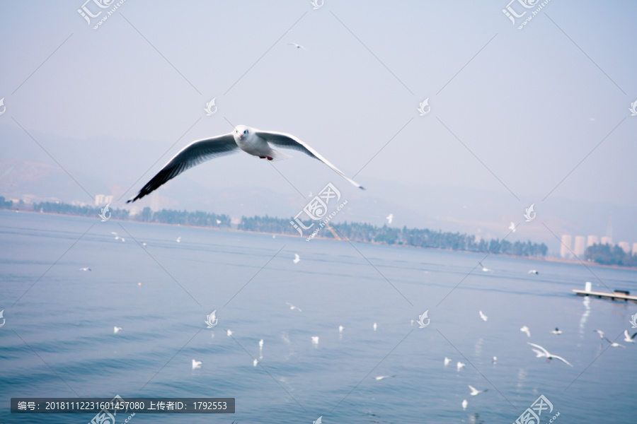 昆明海埂大坝西伯利亚红嘴鸥