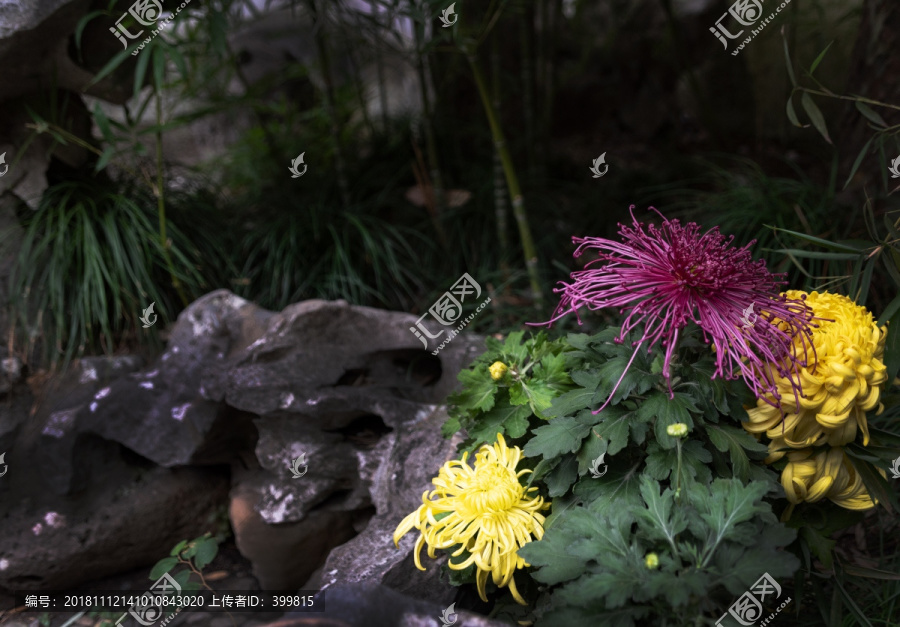 菊花禅意