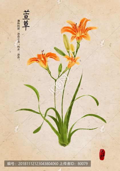 萱草