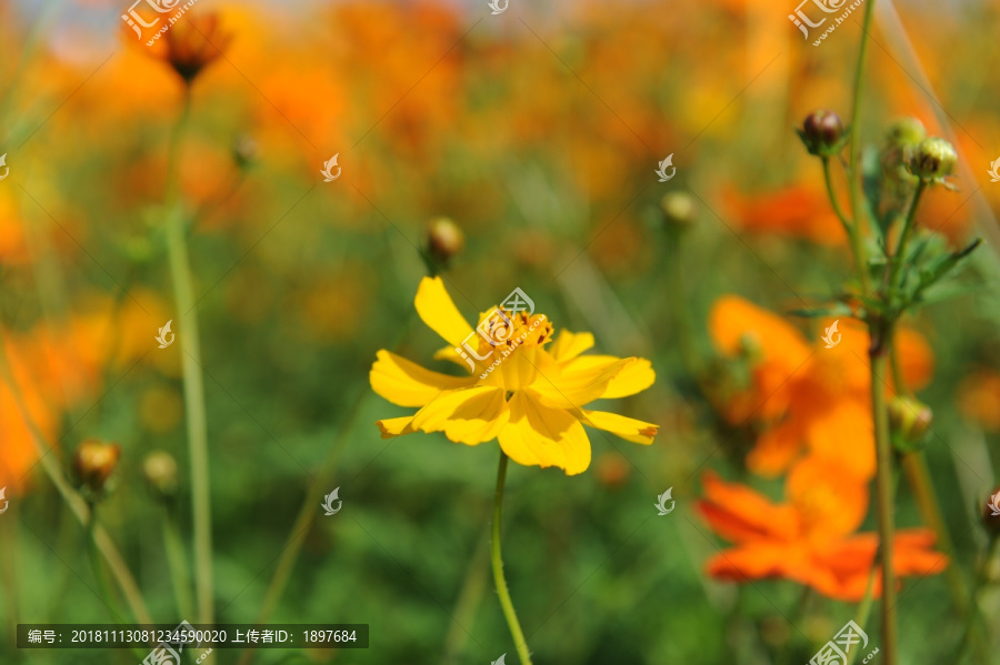 黄色菊花