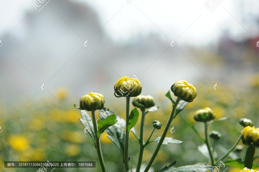 花的海洋