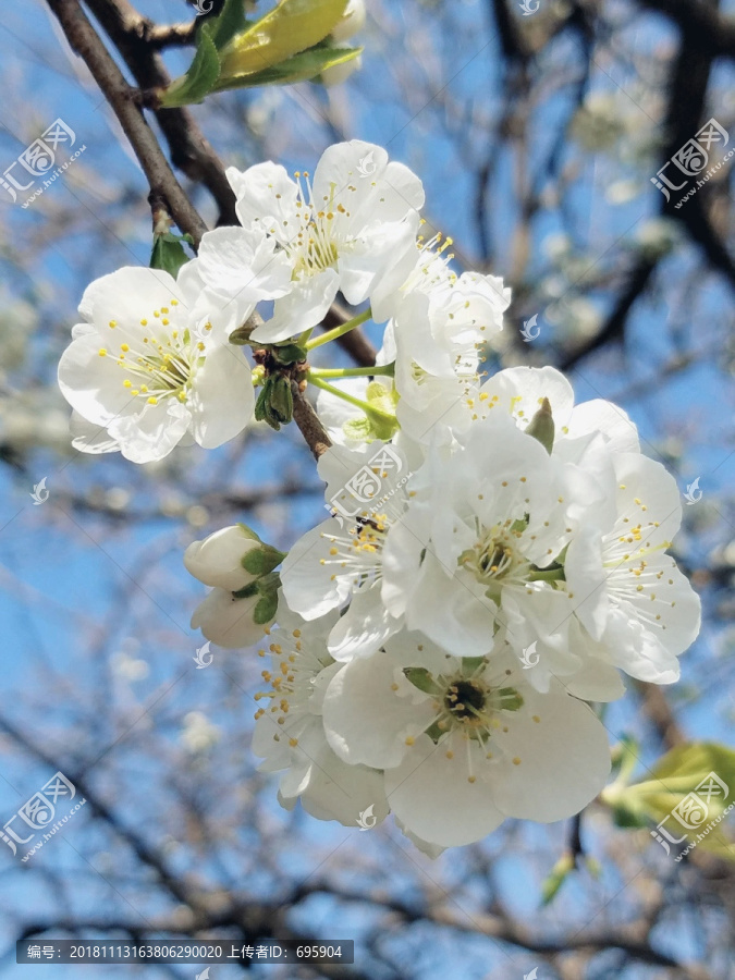 李子花