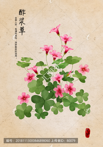 酸漿草