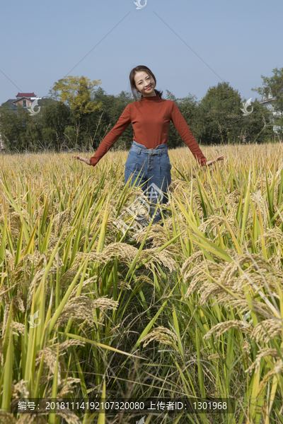 稻田美女摄影图片