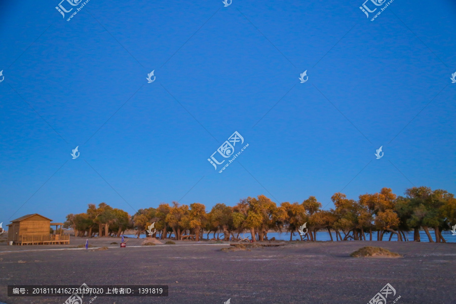 额济纳胡杨林