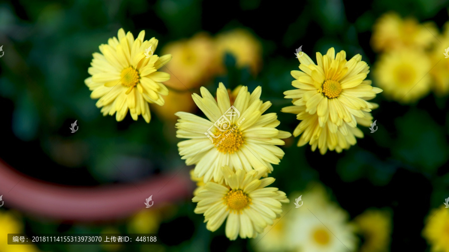 盛开的黄色小雏菊