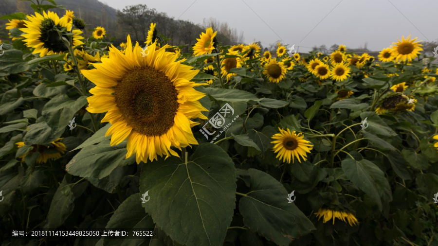 向日葵花