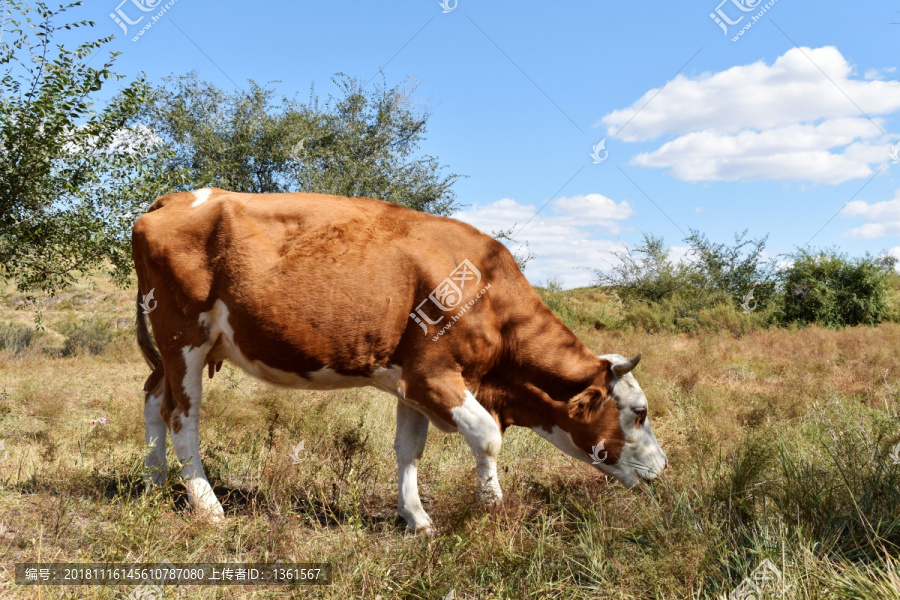 草原优质黄牛