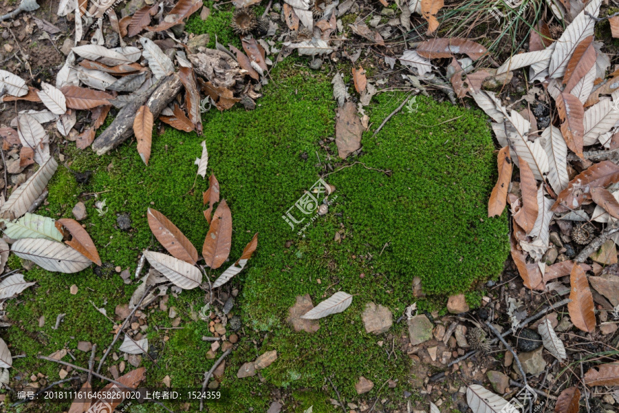 青苔藓