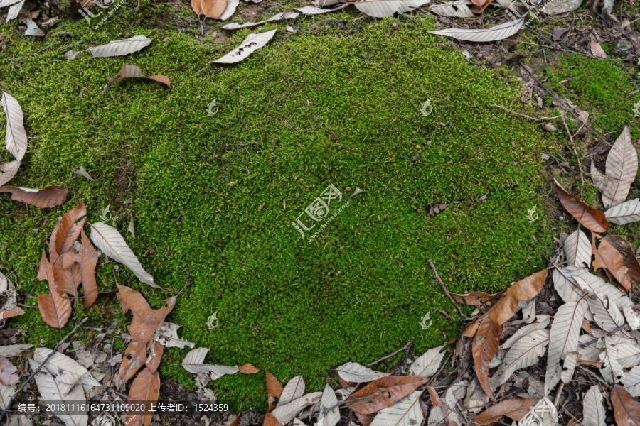 青苔藓