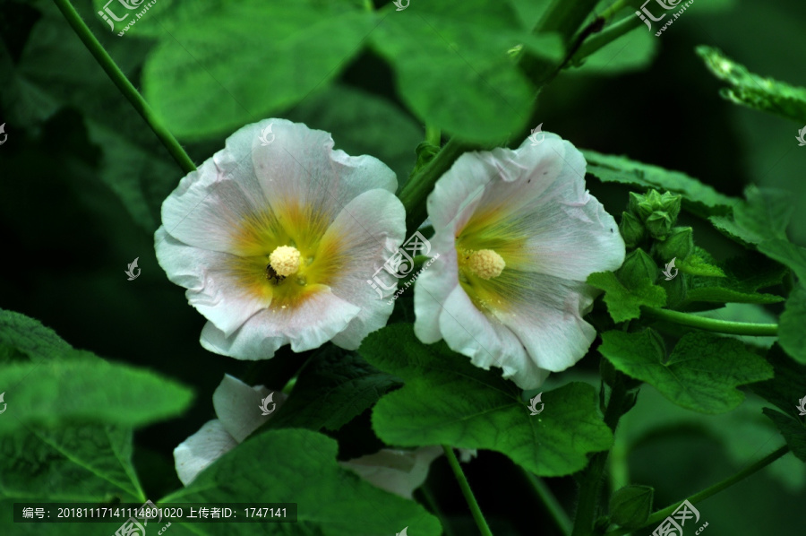 木芙蓉