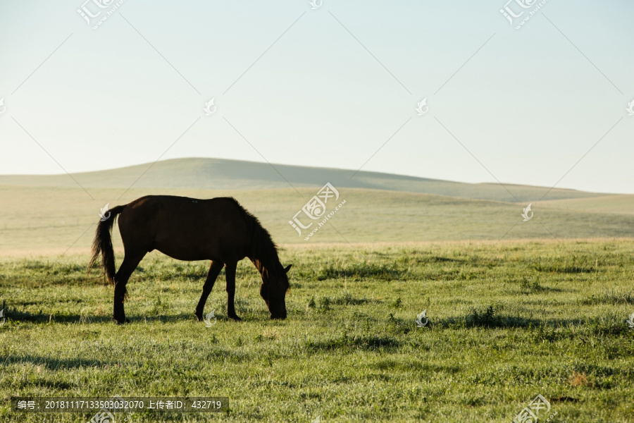 草原一匹马