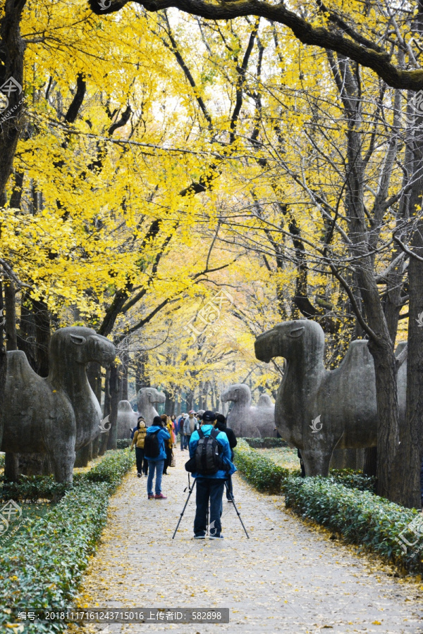 明孝陵石象路秋景