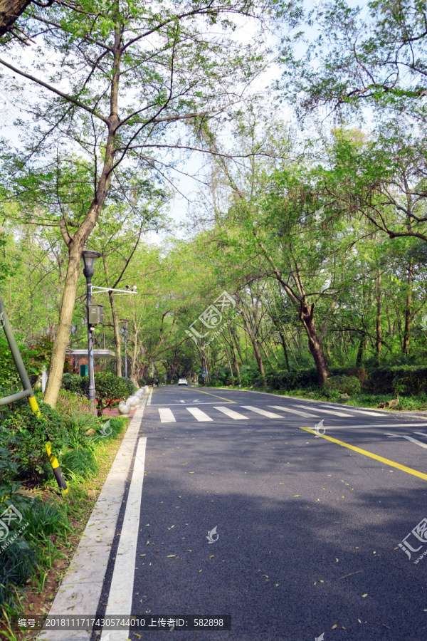 树荫道路