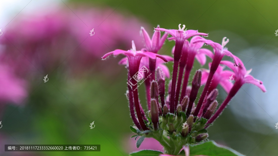 粉色花卉