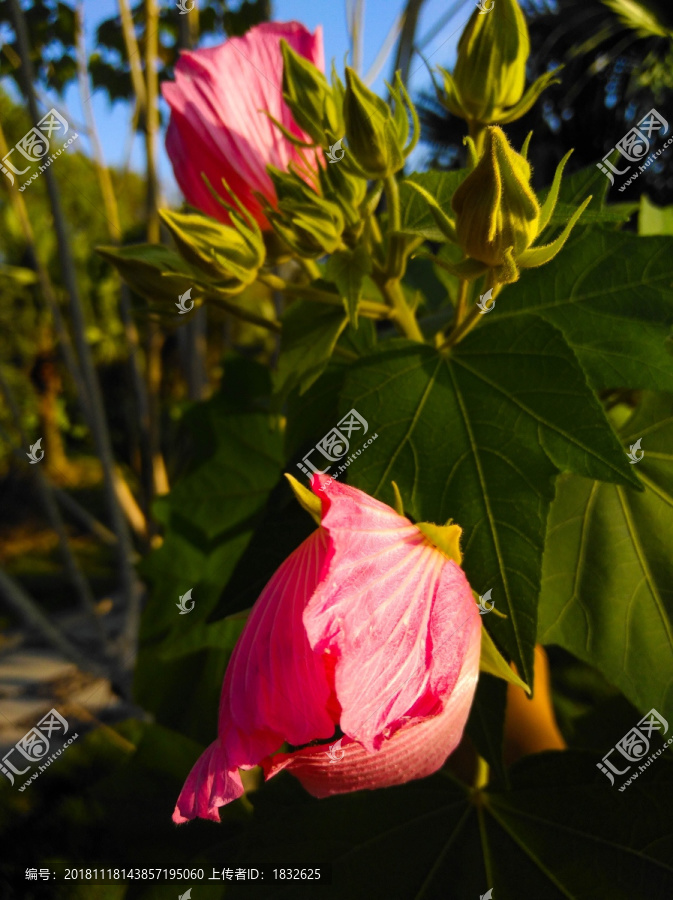 木芙蓉