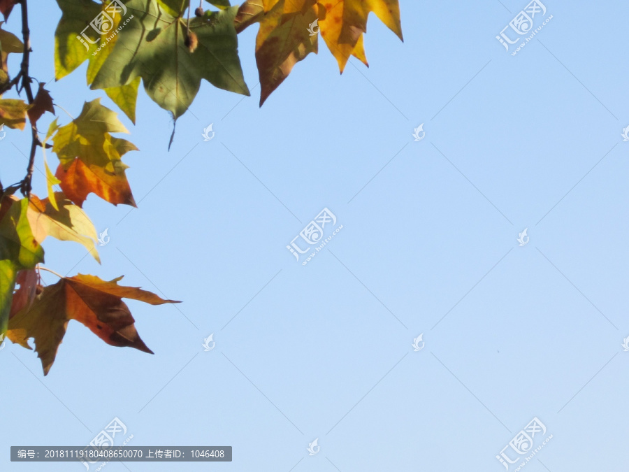 秋天黄色树叶