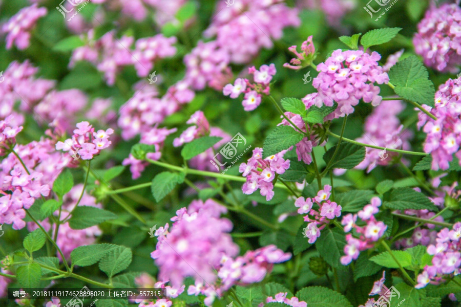 山花烂漫紫色马樱丹