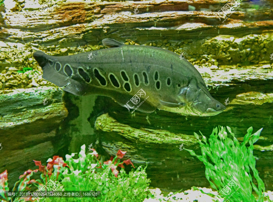 鱼缸背景图水族布景