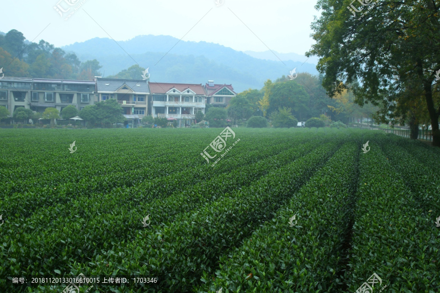 生态茶园