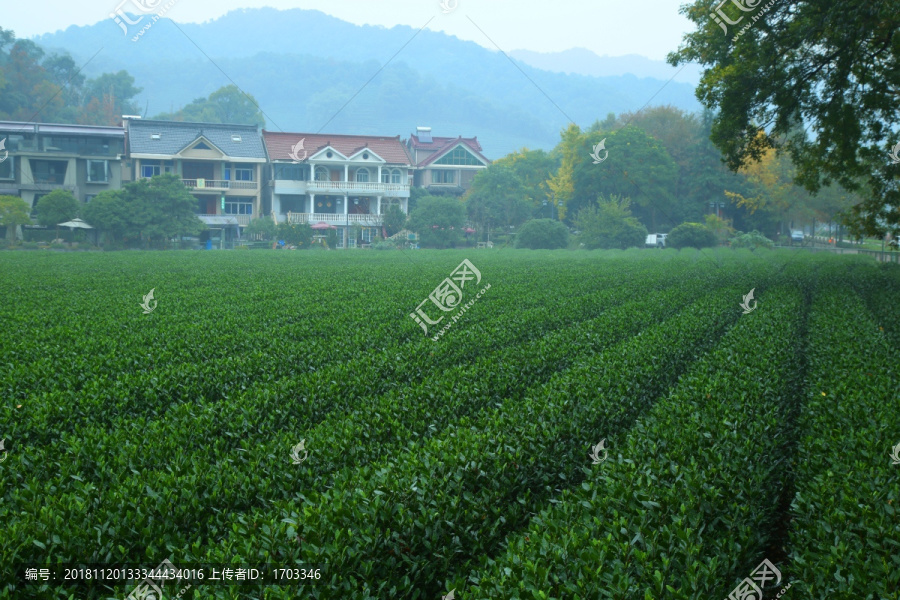 生态茶园