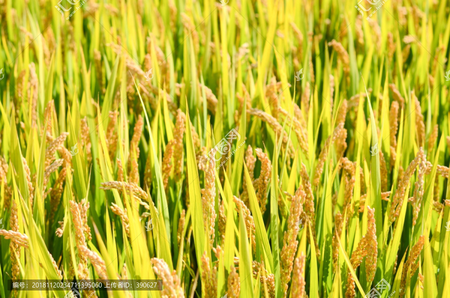 成熟的稻田