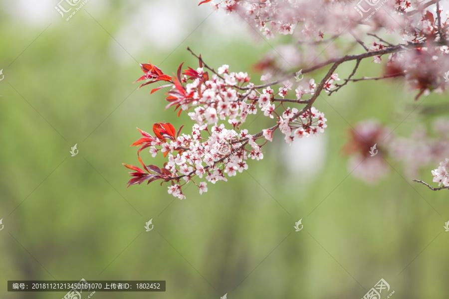 早春樱花