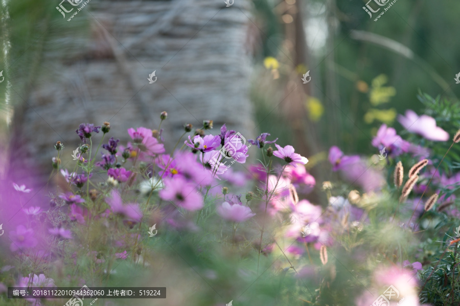 格桑花