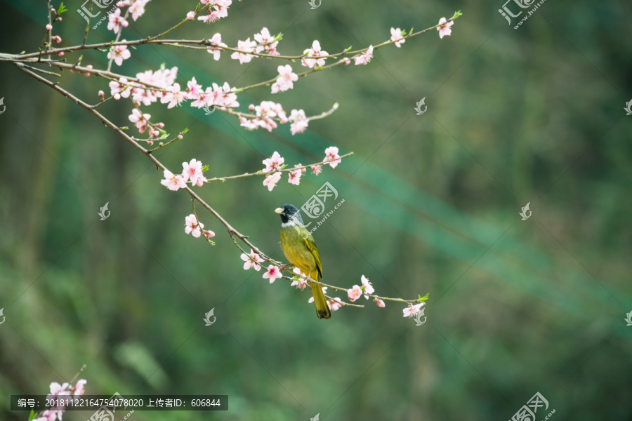 花鸟图