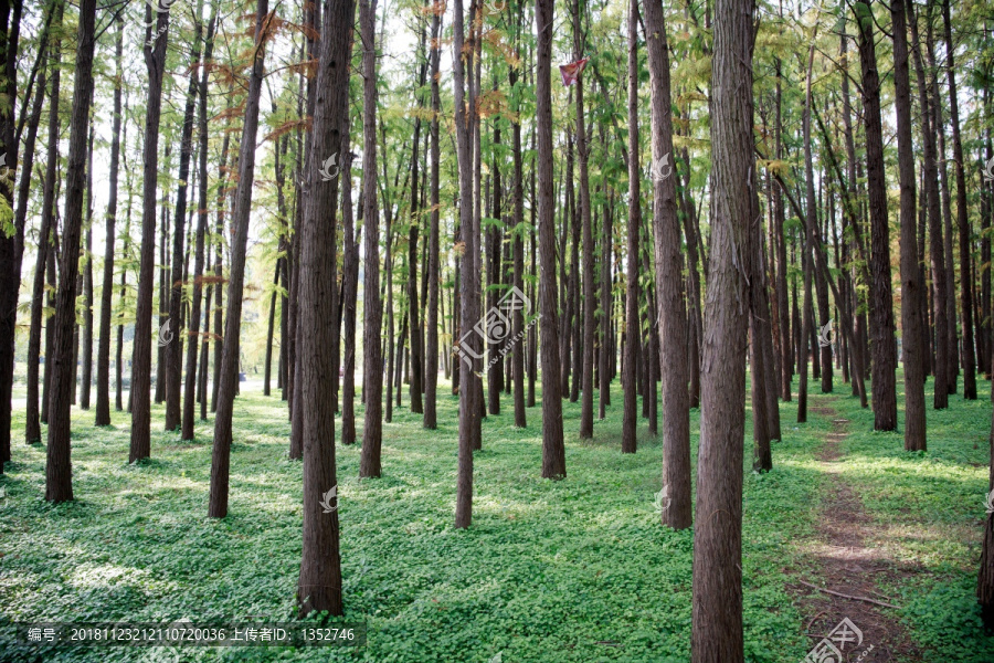 森林树林