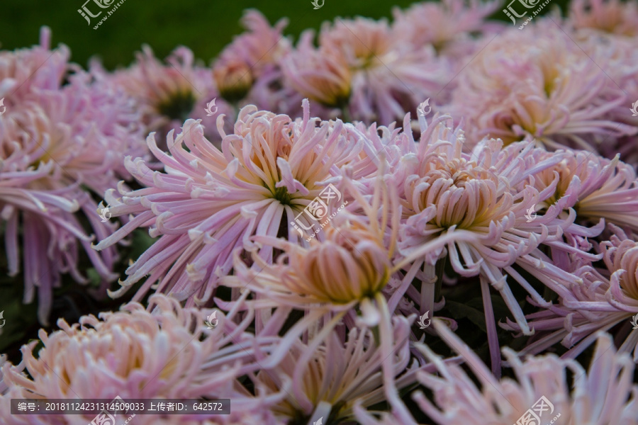 羞女菊花