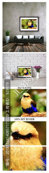 黃色鳥類裝飾畫自然鳥室內(nèi)裝飾畫