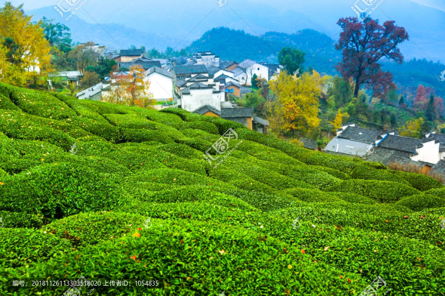 高山茶园